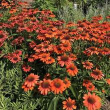 127 Graines de Chrysanthème Magnifiques pour la Plantation dans un Jardin Ensoleillé - Voir 3