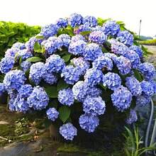 Sementes de flores - Ver 3