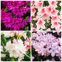 Flower Seeds - View 3