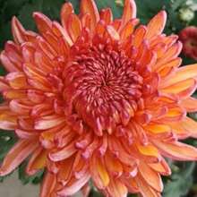 Plant Seeds - View 3