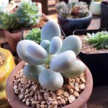Seeds Pachyphytum Oviferum, Succulent, 10 Seeds - 變體1 - View 9
