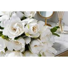 Graines de jasmin faciles d'entretien, 100 pièces, plantes parfumées à fleurs pour la décoration du jardin domestique - Voir 2