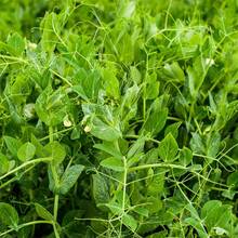 Plus de 100 plants de pois, graines de pois pour la plantation - Graines de pois, pousses de haricots, légumes verts, légumes de ferme - Voir 2