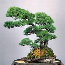 189 Japanese Potted Black Pine Tree Suitable For Gifts---Each Package With Products Name Label - 189pcs - View 5