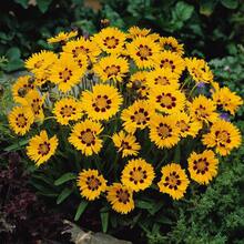 Flower Seeds - View 1