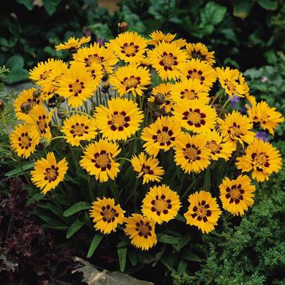 Flower Seeds