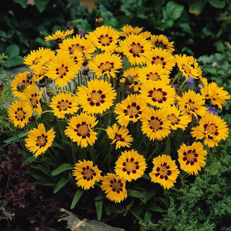 Flower Seeds - View 1