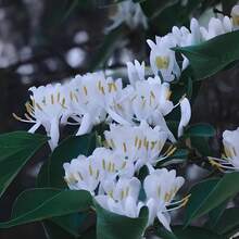 500 Graines de Fleurs de Chèvrefeuille, Graines de Fleurs Colorées pour Jardinage Domestique en Pot, Patio ou Balcon, Vie Saine, Plantation Extérieure, Faciles à Cultiver pour Jardins, Graines de Fleurs Cultivées à Domicile - Voir 4