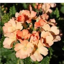 Plantera frön - Visa 2