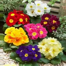 Flower Seeds - View 1