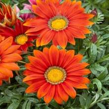 Graines de Gazania résistante à la sécheresse, nuances rouges, plante de couverture au sol - 50 graines - Voir 4