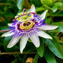 Flower Seeds - View 5