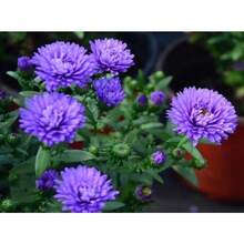 120 Graines de Chrysanthème, Fleurs Violet Clair - Voir 5