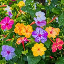 199 graines de fleurs faciles à cultiver - Graines de fleurs 'Four o'clock' - Graines de fleurs de couleurs mélangées, belles fleurs décoratives tropicales - Voir 2