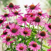 420 Echinacée violette (Echinacea purpurea) - Fleur décorative de jardin, idéale pour la plantation dans la maison et le jardin, convient aux passionnés de jardinage --- Chaque paquet est doté d'une étiquette avec le nom du produit. - Voir 3