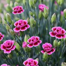 Semillas de flores - Ver 1