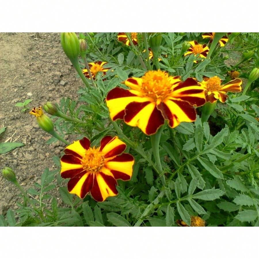 Semi di fiori - Visualizzare 1