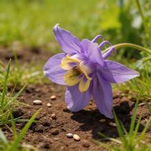 Graines de fleurs de narcisse 160 pièces, faciles à cultiver, adaptées aux jardins, balcons et terrasses. - Voir 5