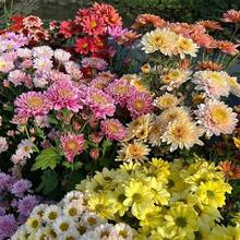 165 Mixed Color Chrysanthemum Seeds For A Vibrant Garden Bed - 165 piezas - Ver 4