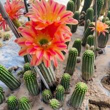Cactus Succulent Plant Seeds Garden Beautiful Flowering Seeds 100pcs - 100粒種子 - 查看 3