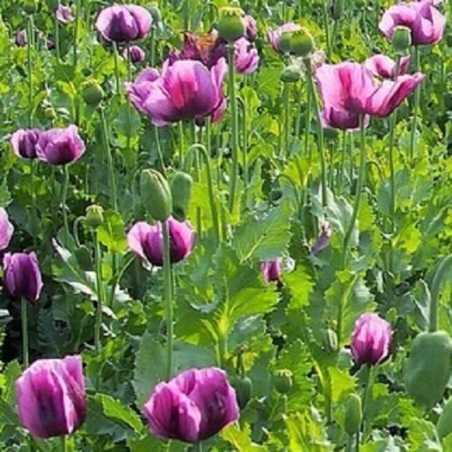 156Pcs Purple Wildflower Seeds - 156 piezas - Ver 1
