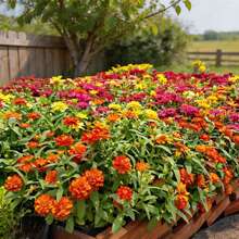 Flower Seeds - View 6