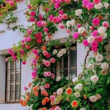132 pièces de graines de roses pour plantation - Voir 2