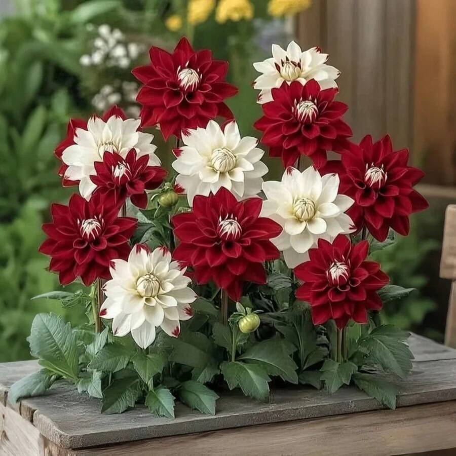 Semillas de flores - Ver 1