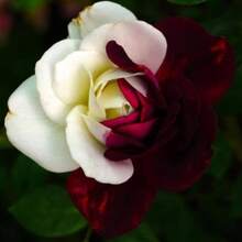 121pcs Rose Seed Garden - 121pcs - View 2