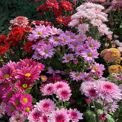 Plant Seeds