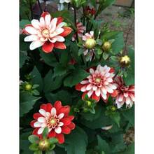 156 Graines de Dahlia et de Lierre - Voir 3