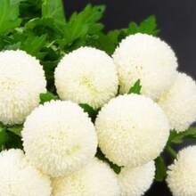 Plant Seeds - View 2