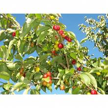 30pcs Cherry Tree Seeds Non GMO - Variant1 - View 1