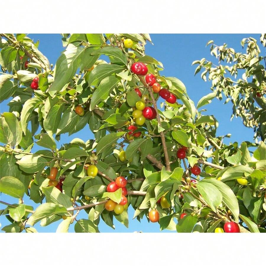 30pcs Cherry Tree Seeds Non GMO - Variant1 - View 1