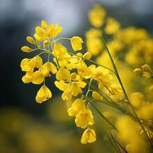 Flower Seeds - View 3