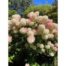 Flower Seeds - View 6