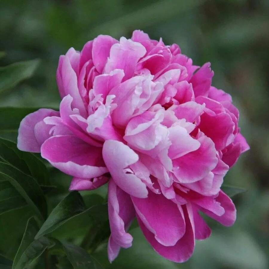 Flower Seeds - View 1