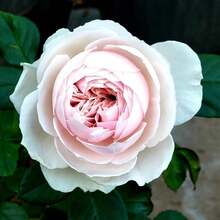 Pink Earth Angela Multi-Flower Rose Seeds - Perennial - Authentic Seeds - Mixed Seeds - SEED - View 3