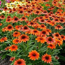 127 Graines de Chrysanthème Magnifiques pour la Plantation dans un Jardin Ensoleillé - Voir 4