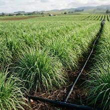 Flower Seeds - View 5