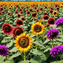 228 graines de fleurs, idéales pour la plantation dans le jardin domestique, un excellent cadeau pour les amateurs de jardinage. - Voir 3