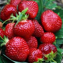 Graines de haute qualité, 2000 pièces, Graines de Fraise Perpétuelle, Graines de Fraise Quatre Saisons, Graines de Fruits pour la plantation de fleurs et de plantes en extérieur, Horticulture Naturelle - Voir 2