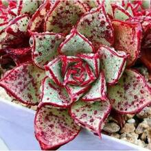 Flower Seeds - View 2
