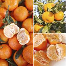 464 Pcs Seed, Mandrin Orange Citrus Reticulata Fruit Tree Seeds For Planting InYour Home Garden-Sweet Ang Juice Fruit - 464 piezas - Ver 3