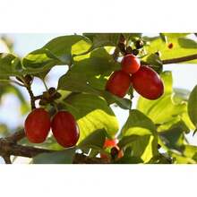 30pcs Cherry Tree Seeds Non GMO - Variant1 - View 3
