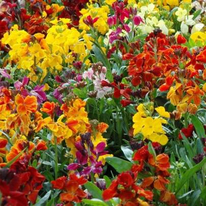 Plant Seeds