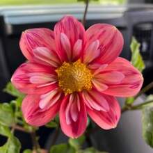 Flower Seeds - View 2