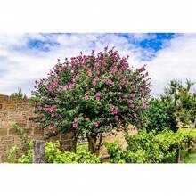 175 pièces recommandées de graines de rosiers Sharon, d'hibiscus syriacus, d'arbustes, livraison gratuite - Voir 4
