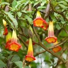 Flower Seeds - View 3