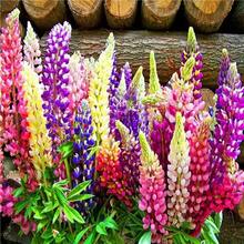 Sementes de flores - Ver 1
